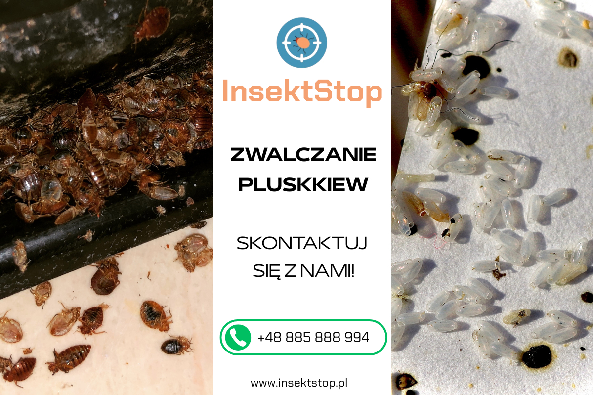 odpluskwianie